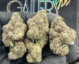 PURPLE GOBSTOPPERS