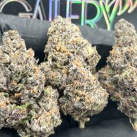 FROZEN THUNDER BELTZ