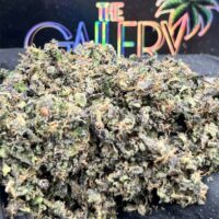 KAMIKAZE GUMBO SHAKES