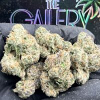 GASSY GELATO