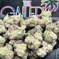 GELATO CANDY
